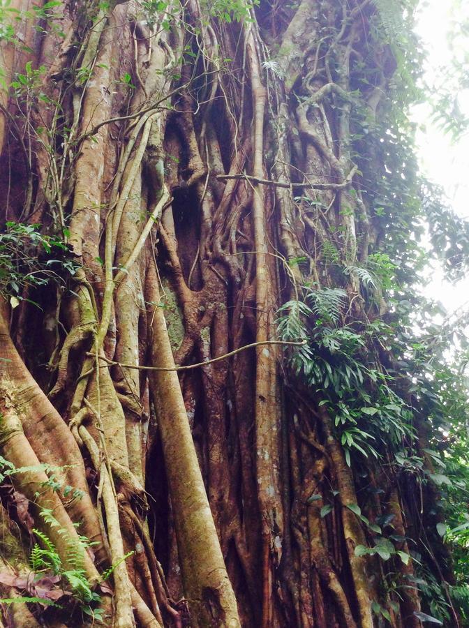 Natural Mystic Sanctuary デニヤヤ エクステリア 写真