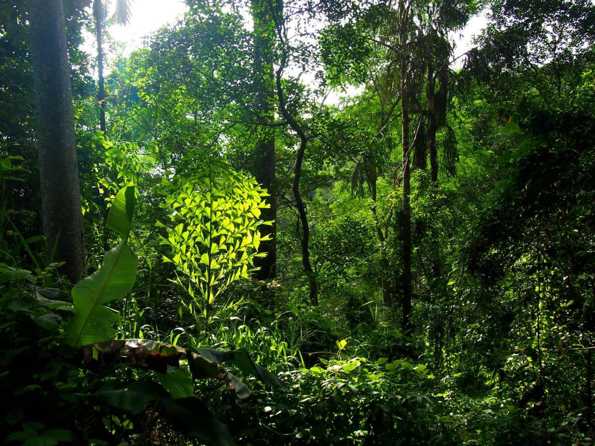 Natural Mystic Sanctuary デニヤヤ エクステリア 写真