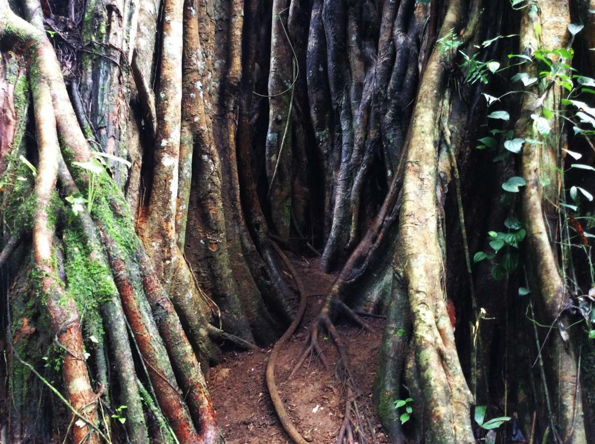 Natural Mystic Sanctuary デニヤヤ エクステリア 写真