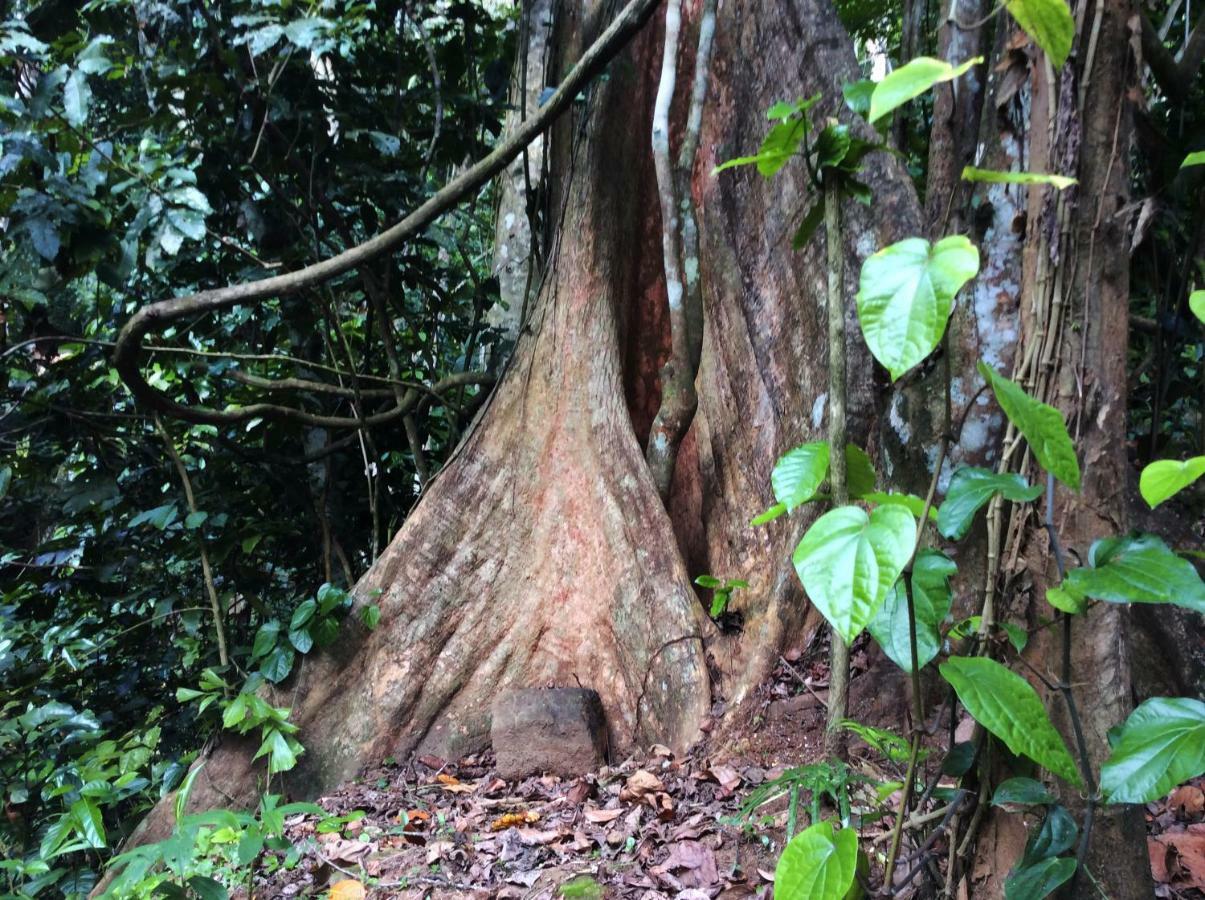 Natural Mystic Sanctuary デニヤヤ エクステリア 写真