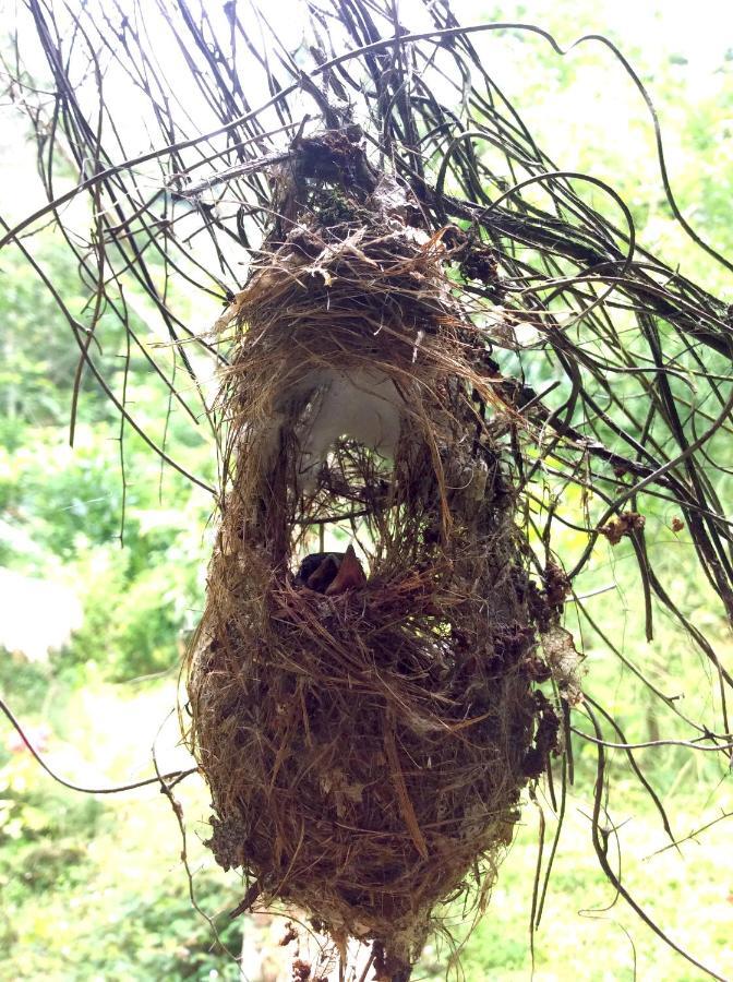 Natural Mystic Sanctuary デニヤヤ エクステリア 写真